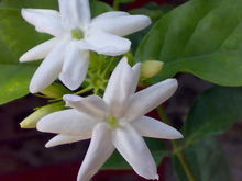 木樨科素馨属直立或攀援灌木植物,木犀科素馨属灌木有哪些