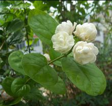 木樨科素馨属直立或攀援灌木植物,木犀科素馨属灌木有哪些