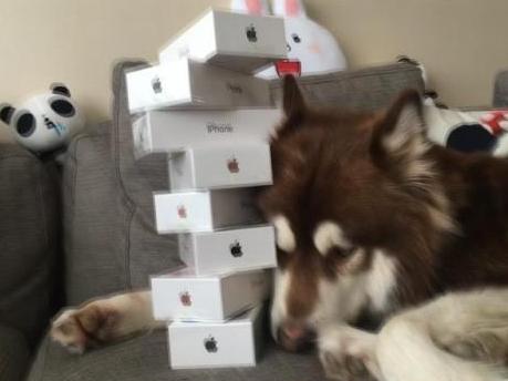 王思聪爱犬王可可找回来了吗,王思聪家狗狗为啥叫王可可