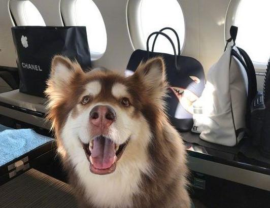 王思聪爱犬王可可找回来了吗,王思聪家狗狗为啥叫王可可