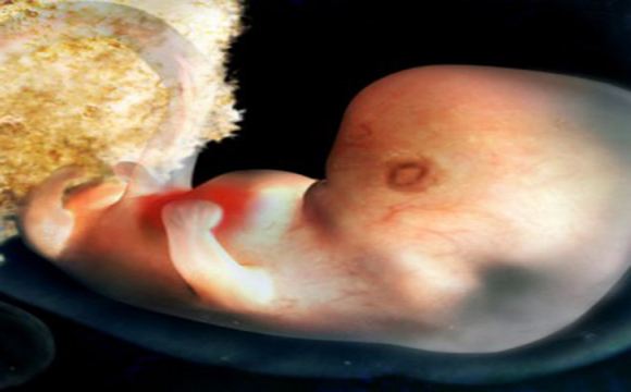 B超不见胎心胎芽，并不一定是胚胎停育！