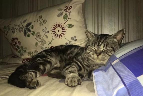 猫到底知不知道自己是什么动物,猫是否知道自己是猫