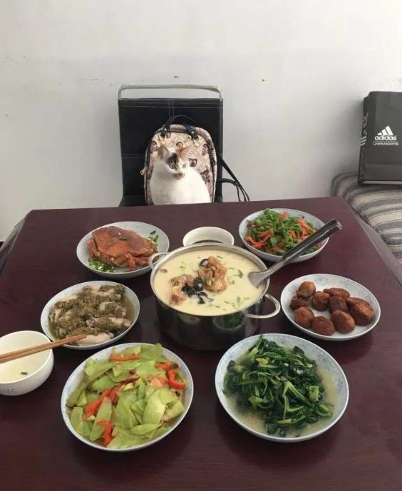 猫到底知不知道自己是什么动物,猫是否知道自己是猫