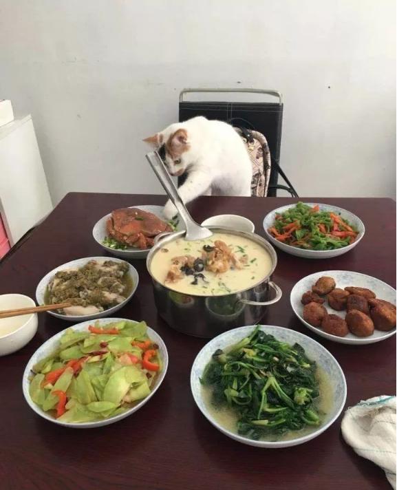 猫到底知不知道自己是什么动物,猫是否知道自己是猫
