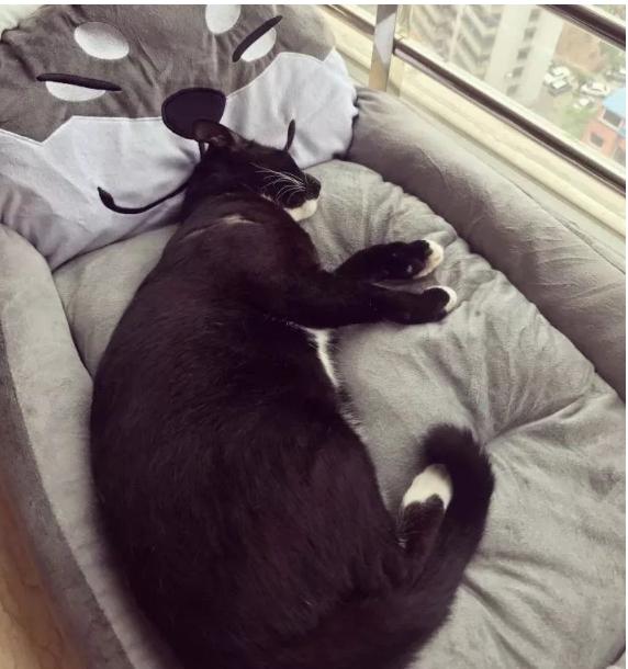 猫到底知不知道自己是什么动物,猫是否知道自己是猫