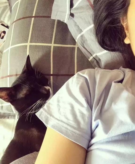 猫到底知不知道自己是什么动物,猫是否知道自己是猫