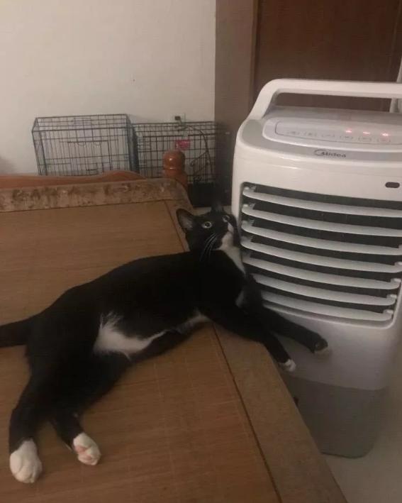 猫到底知不知道自己是什么动物,猫是否知道自己是猫