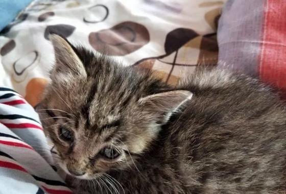 猫到底知不知道自己是什么动物,猫是否知道自己是猫