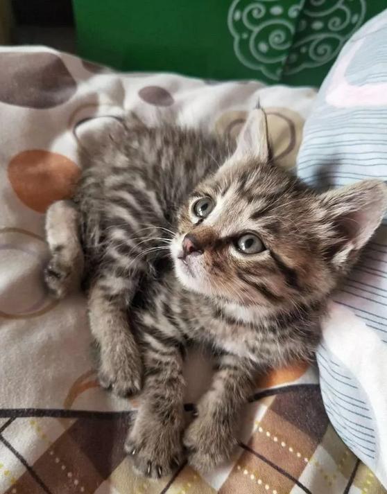 猫到底知不知道自己是什么动物,猫是否知道自己是猫