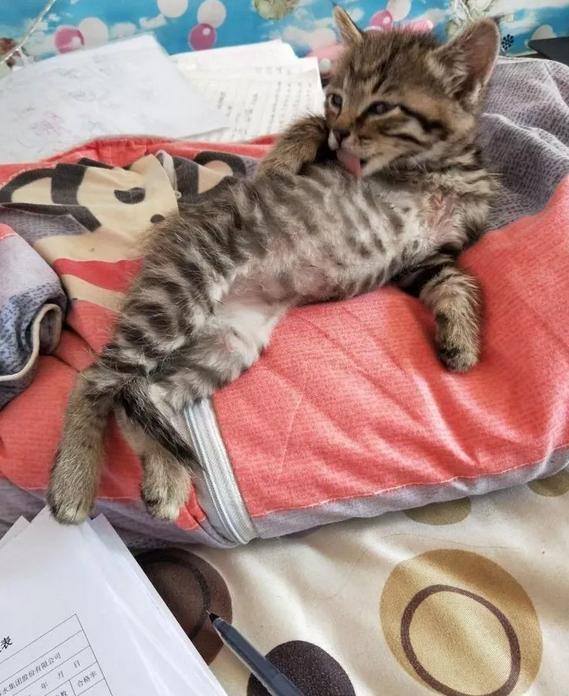 猫到底知不知道自己是什么动物,猫是否知道自己是猫