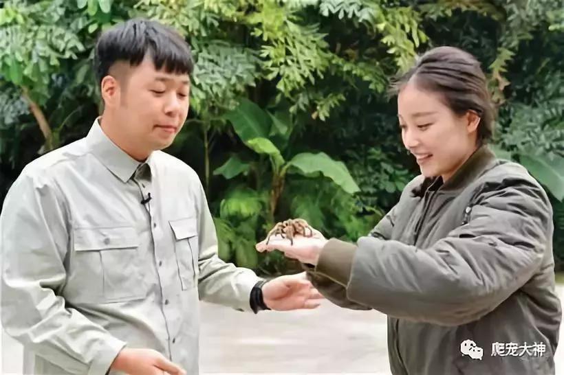 好养的爬宠不需要uvb灯,不需要uvb的蜥蜴