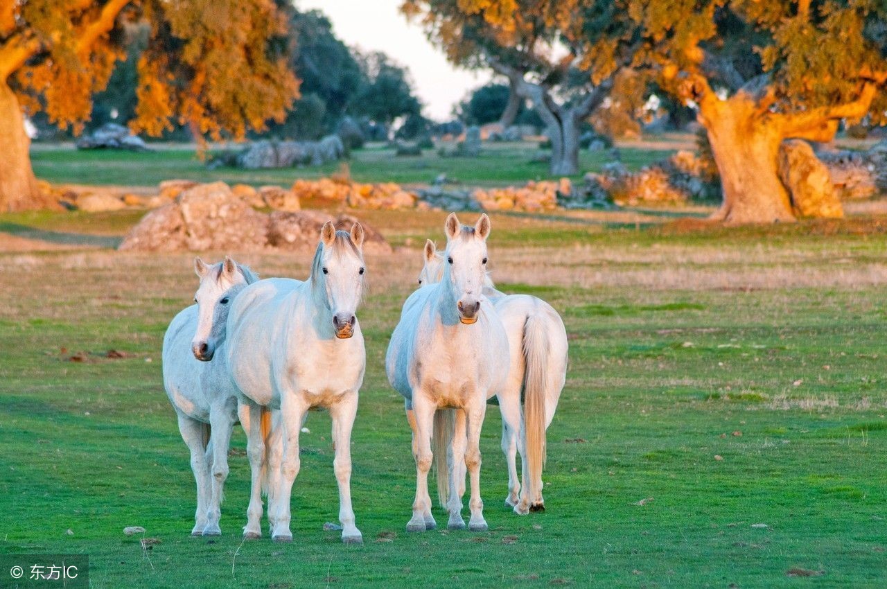 海上名医慢粒白血病治疗,早期白血病怎么治疗比较好