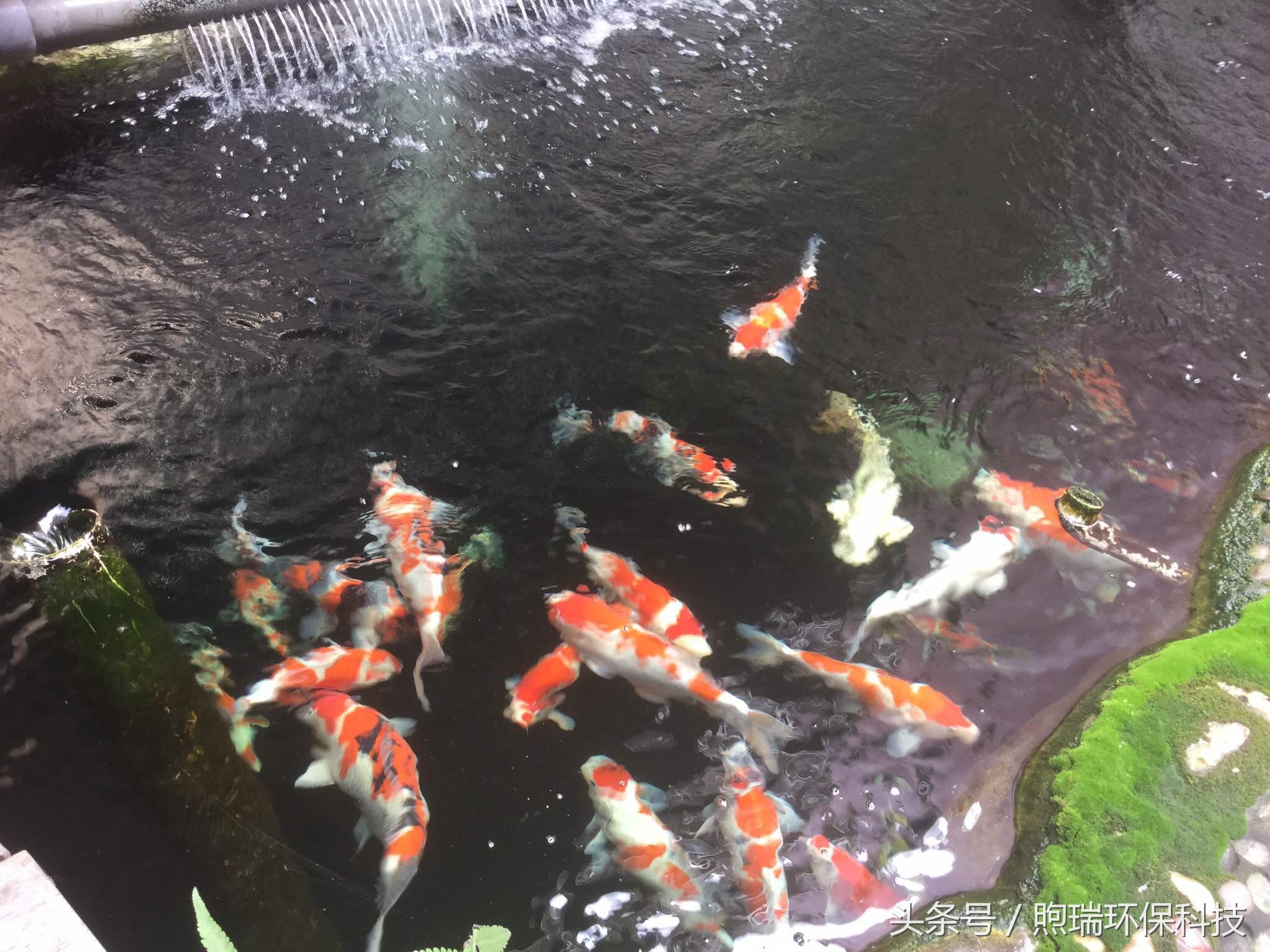 鱼缸养锦鲤喂什么牌子的饲料好,锦鲤饲料配方大全及价格