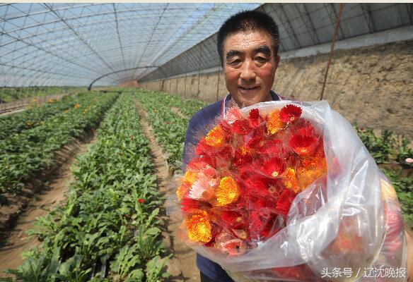 扶郎花种植农场,义县扶郎鲜花批发基地