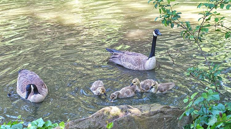 旧金山唐人街治安,旧金山治安好不好