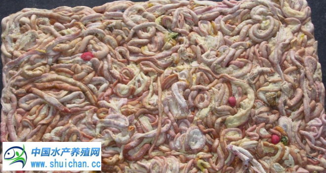 鮰鱼今日鱼价,鮰鱼最新鱼价