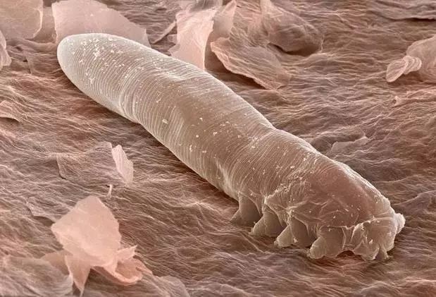 luna洁面仪最新款,亲测好用四款洁面