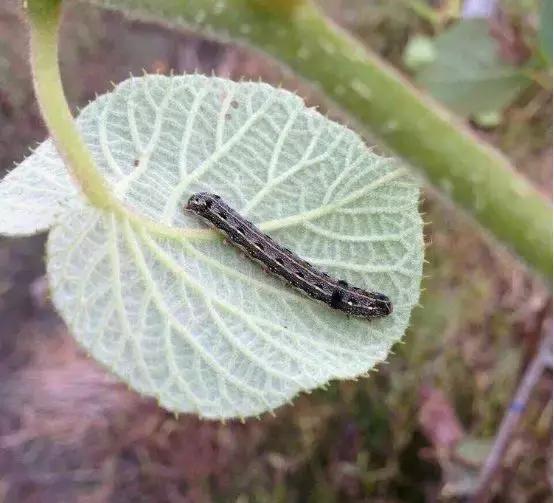 猕猴桃叶片上的虫子,猕猴桃常见的虫有哪些