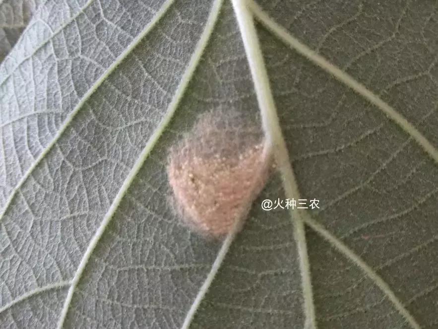 猕猴桃叶片上的虫子,猕猴桃常见的虫有哪些