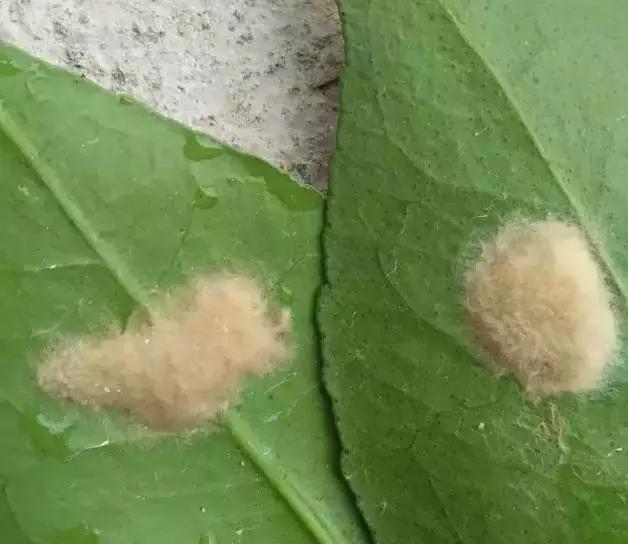 猕猴桃叶片上的虫子,猕猴桃常见的虫有哪些