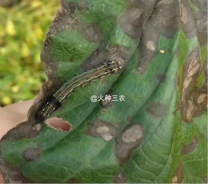 猕猴桃叶片上的虫子,猕猴桃常见的虫有哪些