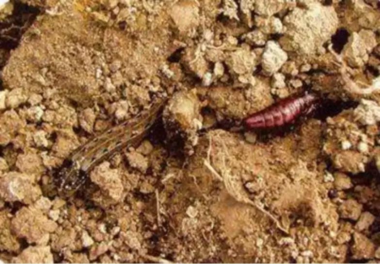 猕猴桃叶片上的虫子,猕猴桃常见的虫有哪些