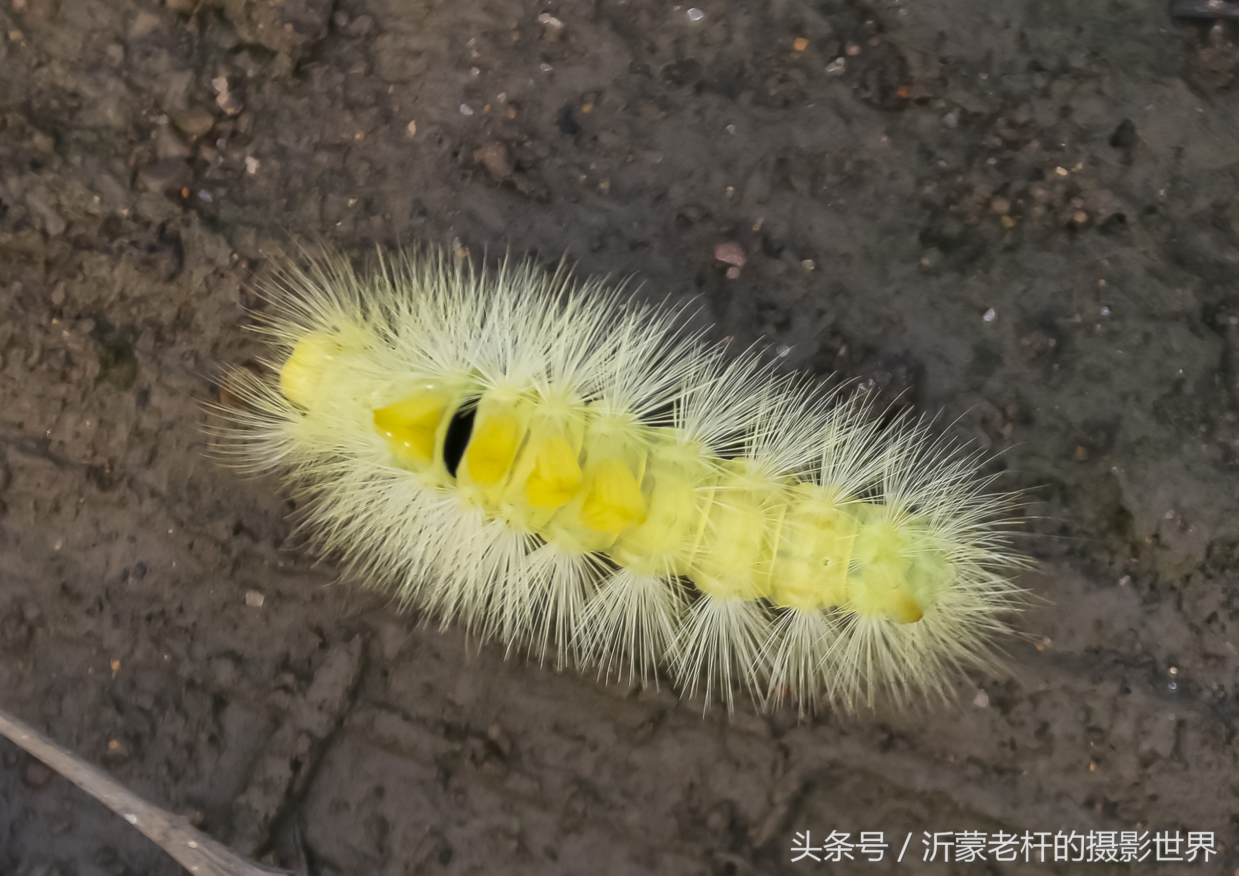 还记得家乡的红枣树吗,还记得家乡的那棵红枣树吗