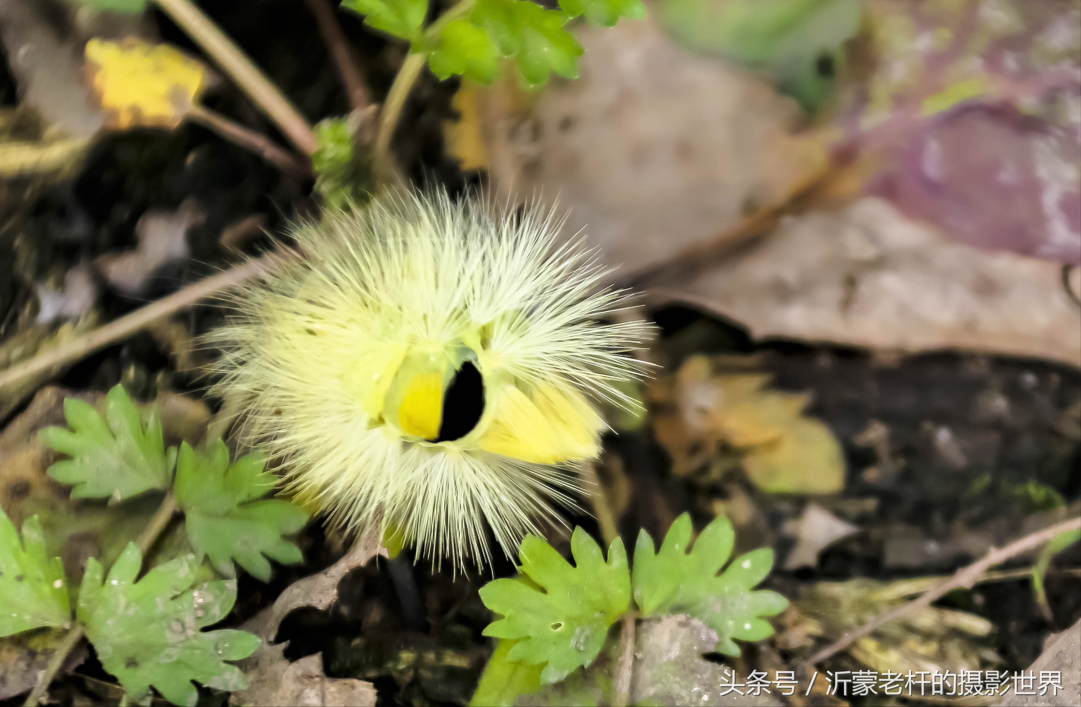 还记得家乡的红枣树吗,还记得家乡的那棵红枣树吗