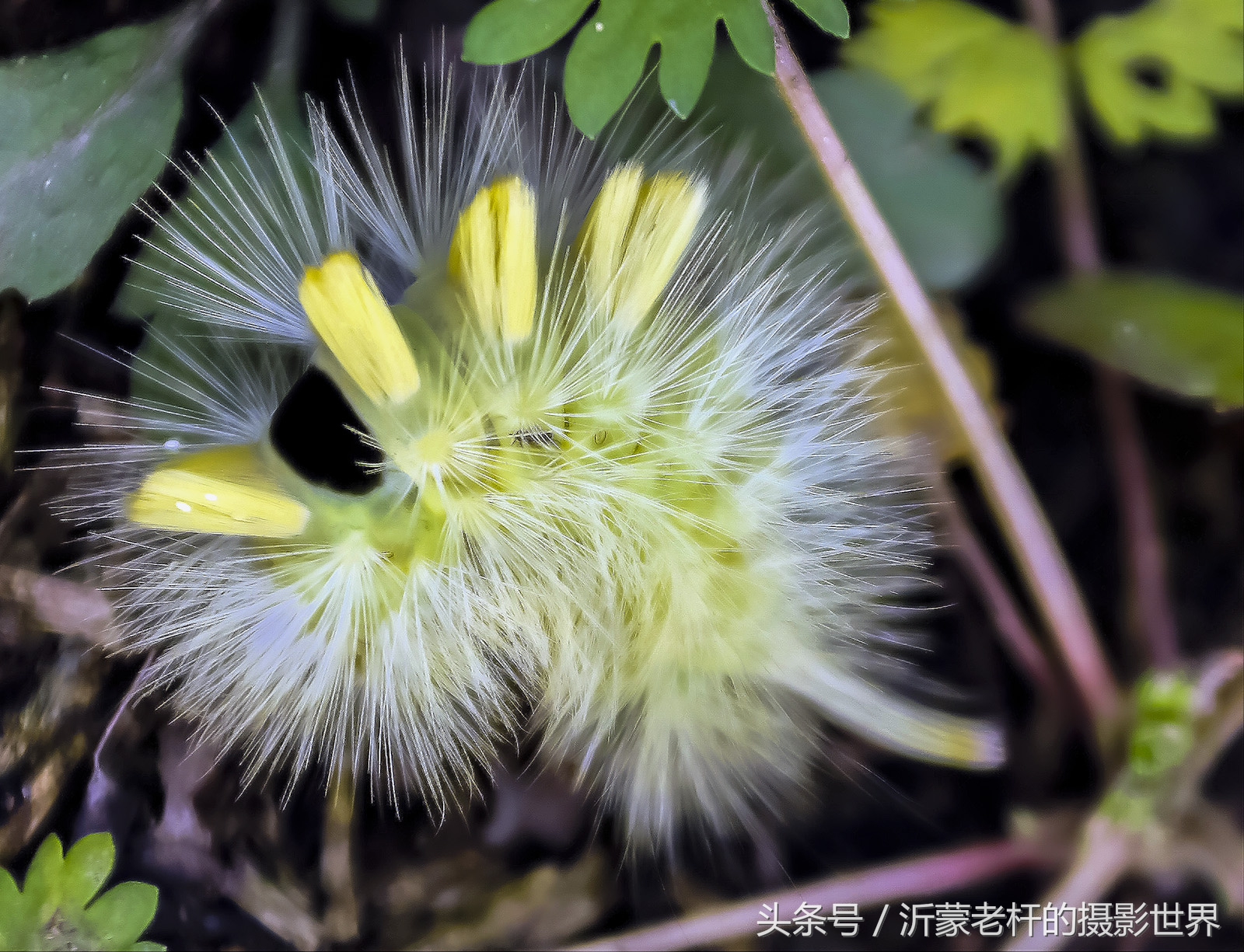 还记得家乡的红枣树吗,还记得家乡的那棵红枣树吗