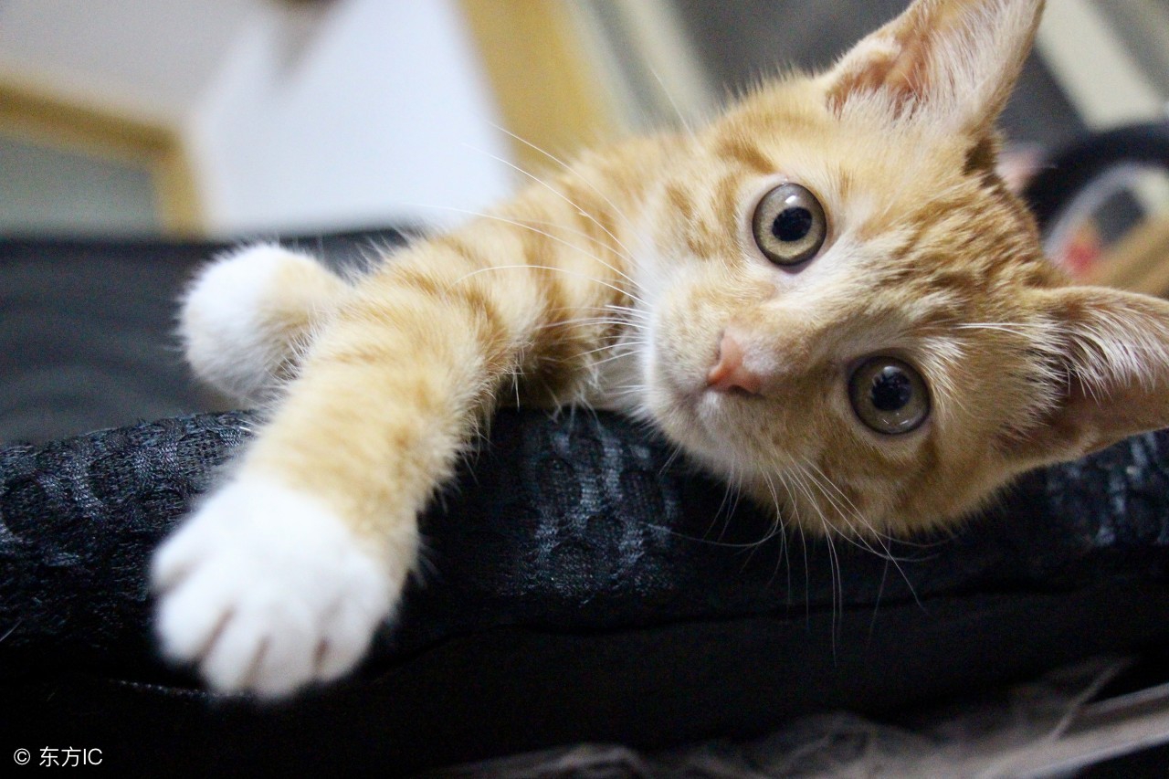 什么水果养肾效果最好,养肾水果第一名红枣