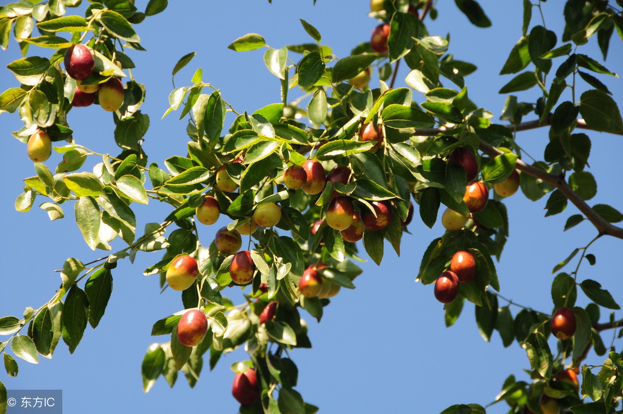 什么水果养肾效果最好,养肾水果第一名红枣