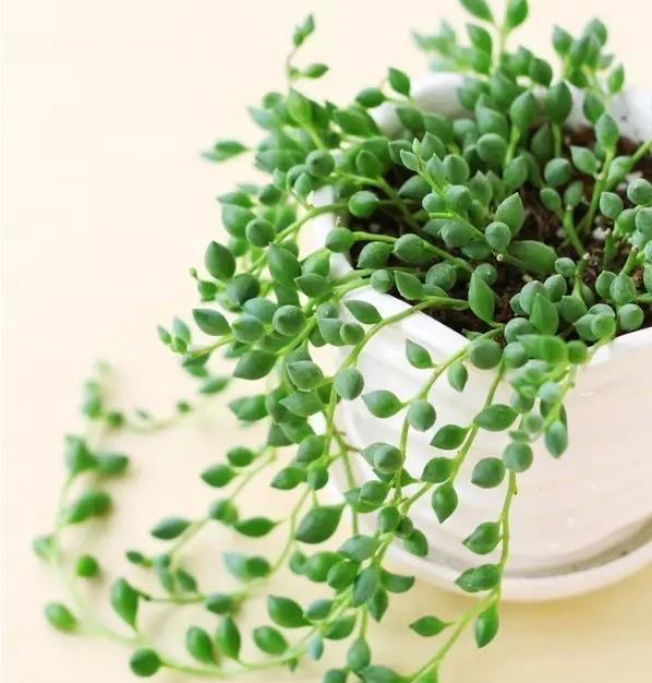 情人泪如何扦插爆盆,情人泪怎么才能养得肥