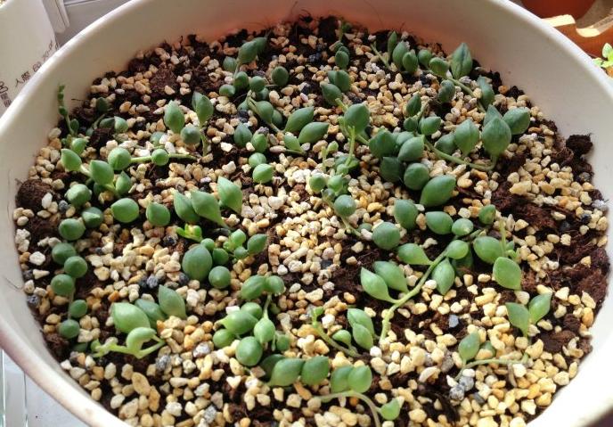 情人泪如何扦插爆盆,情人泪怎么才能养得肥