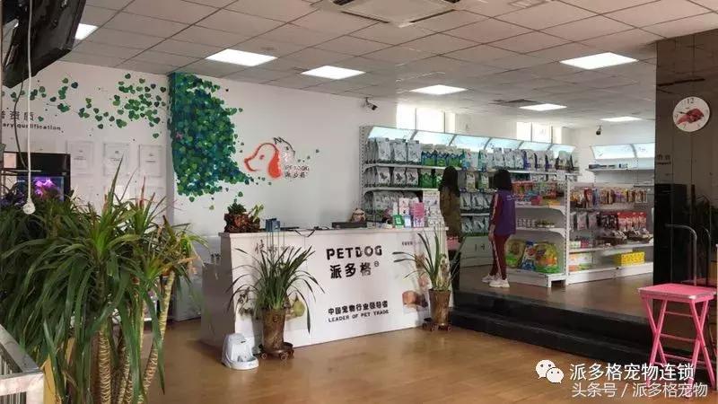 派多格宠物美容学校靠谱吗,派多格宠物店怎么开