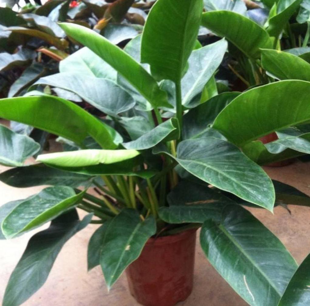 金钻叶怎么养才能长得快,金钻绿植养殖方法一分钟视频