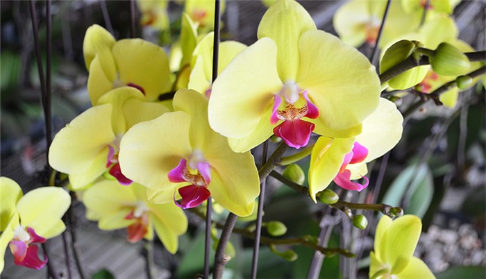 蝴蝶兰开花时叶子发黄是怎么回事,蝴蝶兰开花期间叶子发黄怎么办