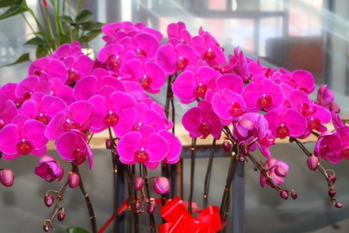 蝴蝶兰开花时叶子发黄是怎么回事,蝴蝶兰开花期间叶子发黄怎么办