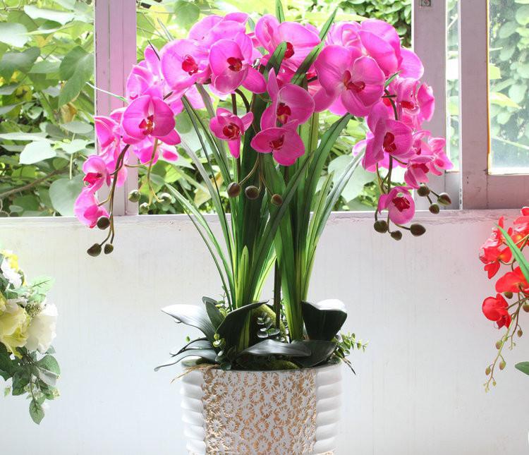 蝴蝶兰开花时叶子发黄是怎么回事,蝴蝶兰开花期间叶子发黄怎么办