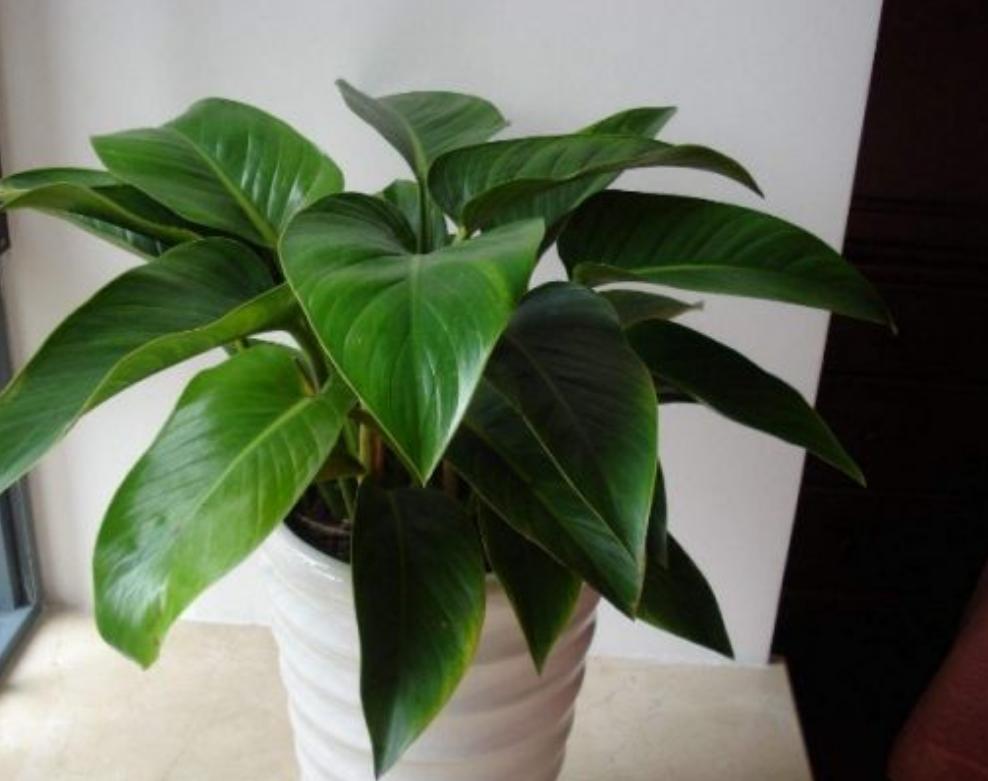 金钻叶怎么养才能长得快,金钻绿植养殖方法一分钟视频