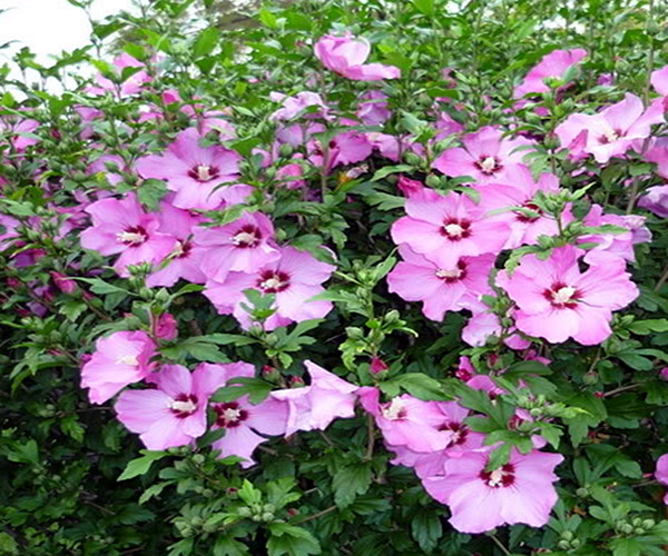 木槿花叶子发黄的解决方法,木槿花叶子边缘黄了怎么办