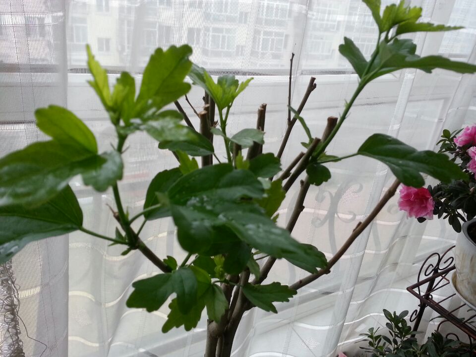 木槿花叶子发黄的解决方法,木槿花叶子边缘黄了怎么办