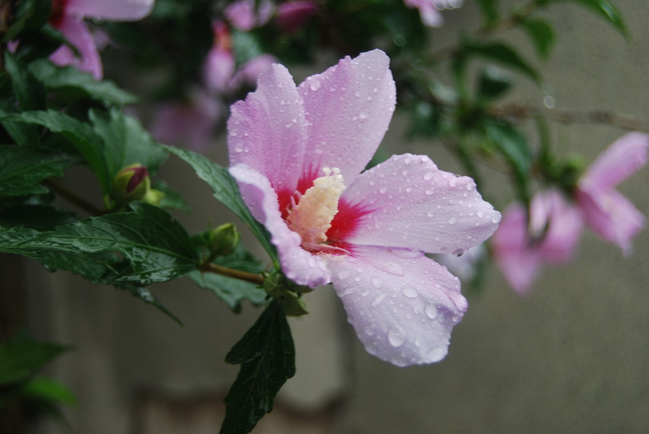 木槿花叶子发黄的解决方法,木槿花叶子边缘黄了怎么办