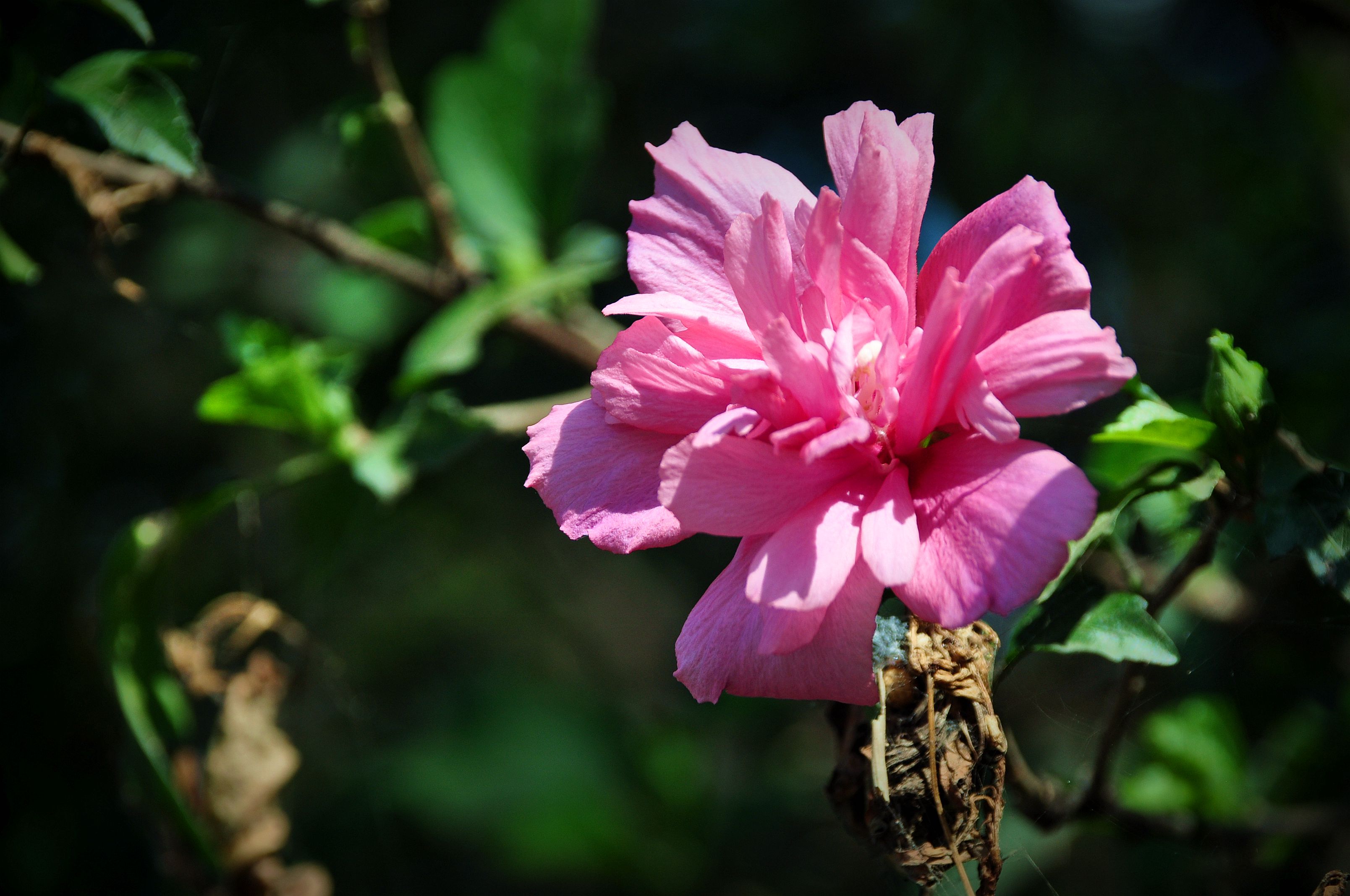 木槿花叶子发黄的解决方法,木槿花叶子边缘黄了怎么办