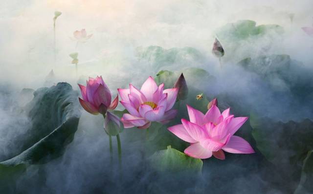 台湾星云大师名言名句,星云大师菜根谭经典名句与图