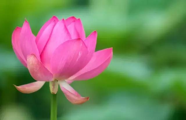 关于中国各个市的市花,盘点史上最全中国各城市市花