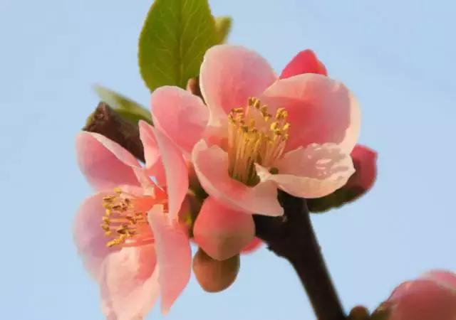 关于中国各个市的市花,盘点史上最全中国各城市市花