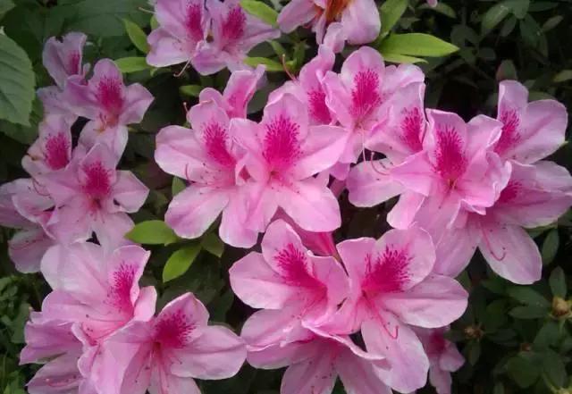 关于中国各个市的市花,盘点史上最全中国各城市市花