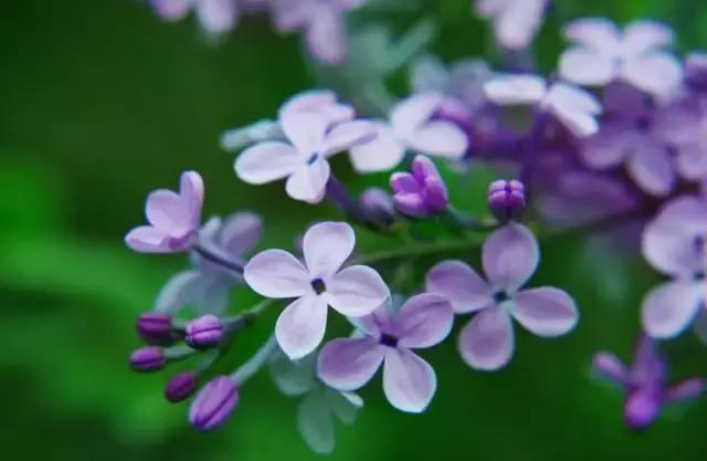 关于中国各个市的市花,盘点史上最全中国各城市市花