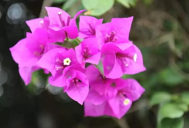 关于中国各个市的市花,盘点史上最全中国各城市市花