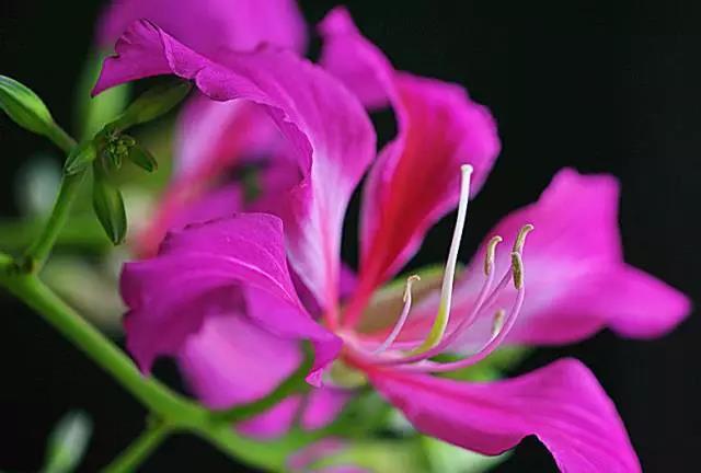 关于中国各个市的市花,盘点史上最全中国各城市市花